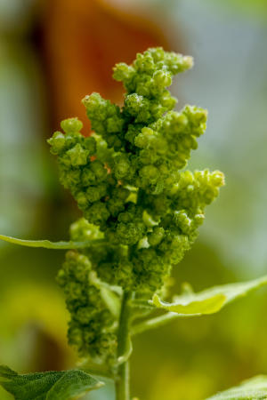 Panicle of quinoa, growing in the greenhouse at KAUST.
